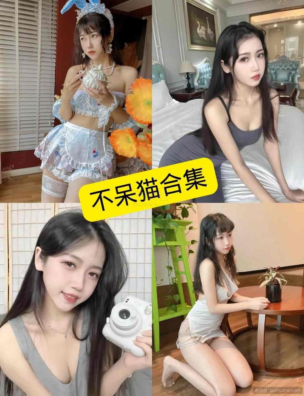 不呆猫 本篇配图